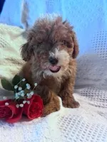 Dolly, a female Poodle - Miniature  for sale in Hopkinsville, KY – Photo 2 of 4