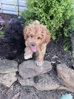 Peanut, a male Yorkipoo for sale in Hopkinsville, KY – 4 of 4