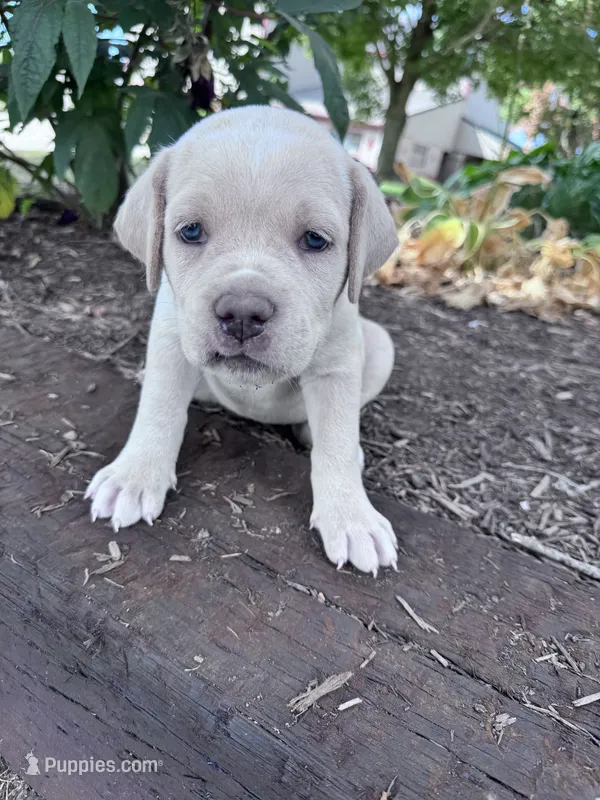 Shadow – Cane Corso puppy for sale in Hopkinsville, KY
