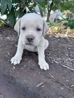 Shadow, a female Cane Corso for sale in Hopkinsville, KY – 3 of 6