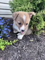 Sandy, a female Pembroke Welsh Corgi for sale in Hopkinsville, KY – 5 of 6