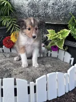 Bonnie, a female Shetland Sheepdog for sale in Hopkinsville, KY – 2 of 5