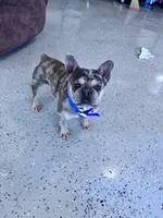 Boots , a male French Bulldog for sale in Hopkinsville, KY – 5 of 5