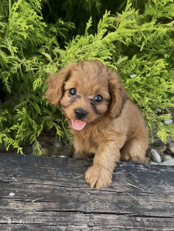 Hannah – Cavapoo puppy for sale in Hopkinsville, KY