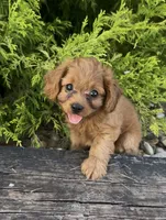 Hannah, a female Cavapoo for sale in Hopkinsville, KY – 1 of 4