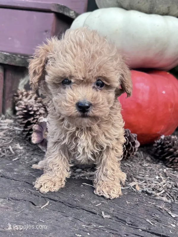 Annie – Poodle - Miniature  puppy for sale in Hopkinsville, KY