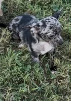 Bandit, a male Chihuahua for sale in Hopkinsville, KY – 6 of 6