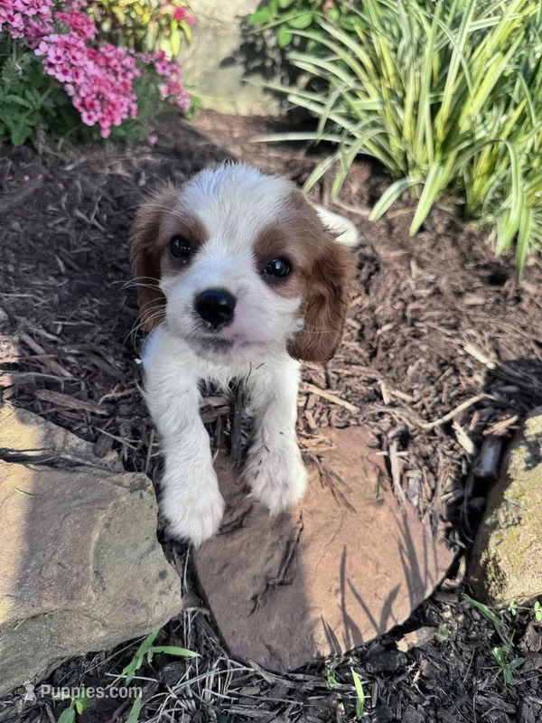 Charlie – Cavalier King Charles Spaniel puppy for sale in Hopkinsville, KY