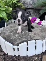 Louie, a male Boston Terrier for sale in Hopkinsville, KY – 2 of 4