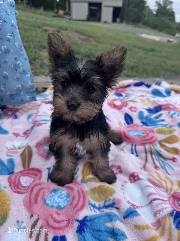 Daisy – Yorkshire Terrier puppy for sale in Hopkinsville, KY
