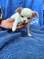 Layla , a female Chihuahua for sale in Hopkinsville, KY – Photo 3 of 4