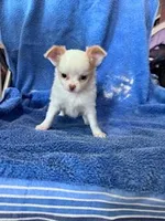 Layla , a female Chihuahua for sale in Hopkinsville, KY – Photo 2 of 4
