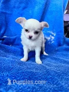 Layla  – Chihuahua puppy on hold in Hopkinsville, KY