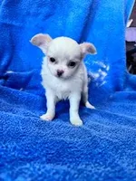 Layla , a female Chihuahua for sale in Hopkinsville, KY – Photo 1 of 4