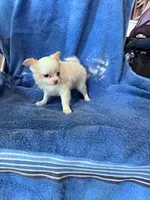 Layla , a female Chihuahua for sale in Hopkinsville, KY – Photo 4 of 4