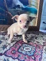 Chico, a male Chihuahua for sale in Hopkinsville, KY – Photo 3 of 4