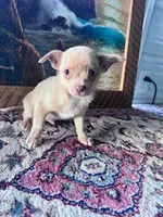 Chico, a male Chihuahua for sale in Hopkinsville, KY – Photo 4 of 4