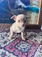 Chico, a male Chihuahua for sale in Hopkinsville, KY – Photo 2 of 4