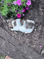 Cookie, a female Shih Tzu for sale in Hopkinsville, KY – 6 of 8