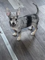 Bobo , a male Chihuahua for sale in Hopkinsville, KY – Photo 1 of 5