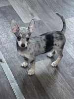 Bobo , a male Chihuahua for sale in Hopkinsville, KY – Photo 5 of 5