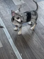 Bobo , a male Chihuahua for sale in Hopkinsville, KY – Photo 3 of 5