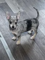 Bobo , a male Chihuahua for sale in Hopkinsville, KY – Photo 2 of 5