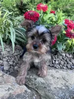 Peanut, a male Yorkshire Terrier for sale in Hopkinsville, KY – 4 of 8