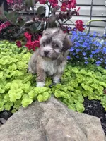 Lucky, a male Havanese for sale in Hopkinsville, KY – 2 of 5