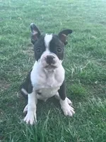 Baxter, a male Boston Terrier for sale in Hopkinsville, KY – Photo 2 of 4