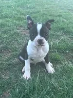 Baxter, a male Boston Terrier for sale in Hopkinsville, KY – Photo 1 of 4