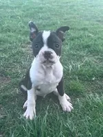 Baxter, a male Boston Terrier for sale in Hopkinsville, KY – Photo 3 of 4