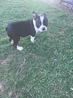 Baxter, a male Boston Terrier for sale in Hopkinsville, KY – Photo 4 of 4