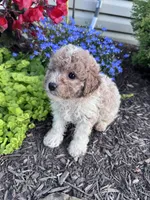 Peanut, a male Yorkipoo for sale in Hopkinsville, KY – 4 of 7