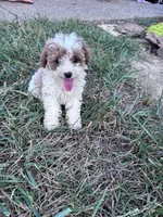 Pebbles, a female Poodle - Miniature  for sale in Hopkinsville, KY – 5 of 7