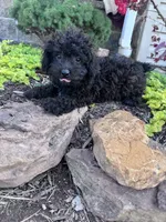 Vegas, a female Yorkipoo for sale in Hopkinsville, KY – 3 of 6