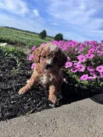 Ginger, a female Cavapoo for sale in Hopkinsville, KY – 2 of 4
