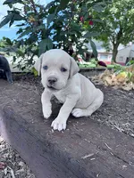 Shadow, a female Cane Corso for sale in Hopkinsville, KY – 2 of 6