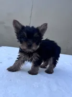 Jack, a male Yorkshire Terrier for sale in Hopkinsville, KY – 9 of 10