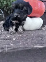 Freddy, a male Yorkipoo for sale in Hopkinsville, KY – 4 of 4