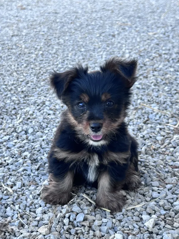 Yogi – Yorkshire Terrier puppy for sale in Hopkinsville, KY