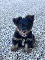 Yogi, a male Yorkshire Terrier for sale in Hopkinsville, KY – 1 of 6