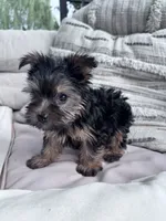 Bear, a male Yorkshire Terrier for sale in Hopkinsville, KY – 8 of 9