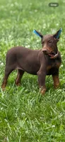 Darla, a female Doberman Pinscher for sale in Hopkinsville, KY – 2 of 2