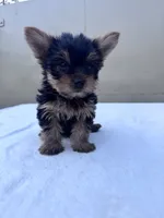 Jack, a male Yorkshire Terrier for sale in Hopkinsville, KY – 5 of 10
