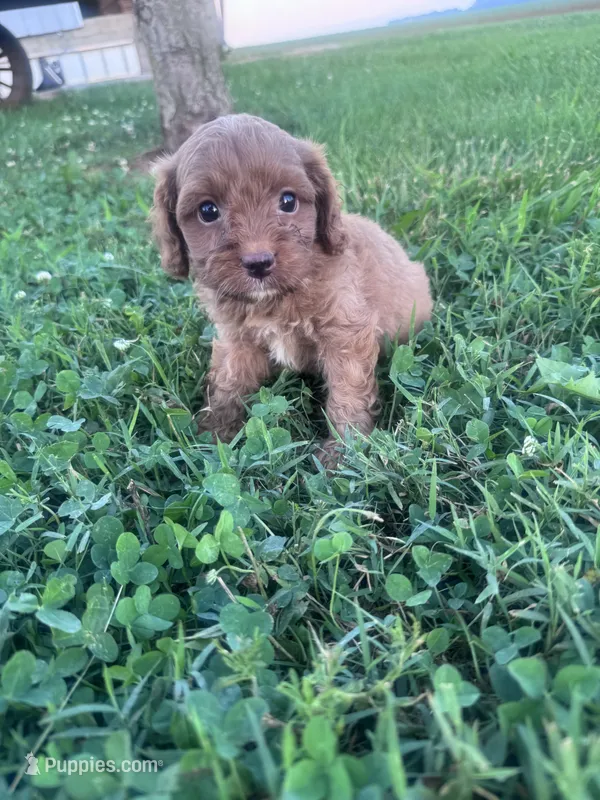 Charlie – Cavapoo puppy for sale in Hopkinsville, KY