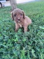 Charlie, a male Cavapoo for sale in Hopkinsville, KY – 1 of 5