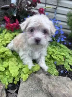 Angel, a female Havanese for sale in Hopkinsville, KY – 5 of 5