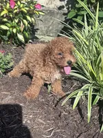 Teddy Bear, a male Poodle - Miniature  for sale in Hopkinsville, KY – 3 of 5
