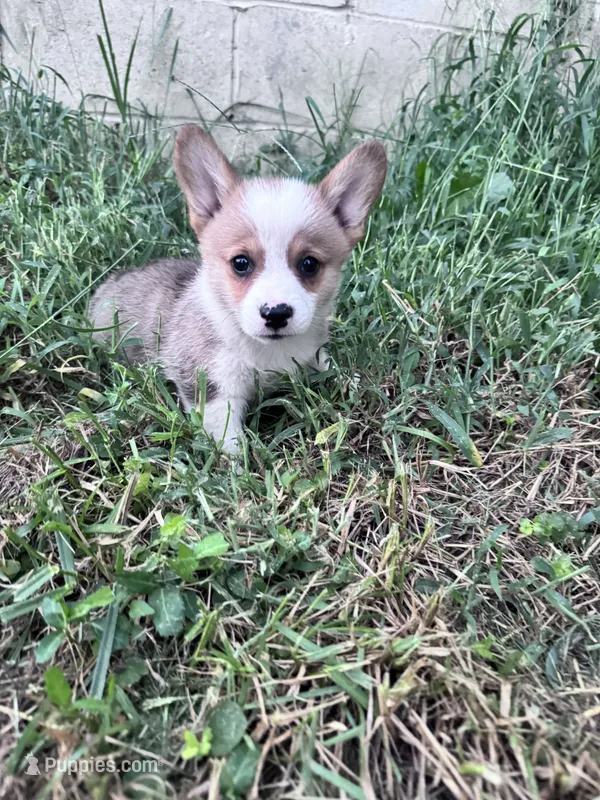 Biscuit – Pembroke Welsh Corgi puppy for sale in Hopkinsville, KY